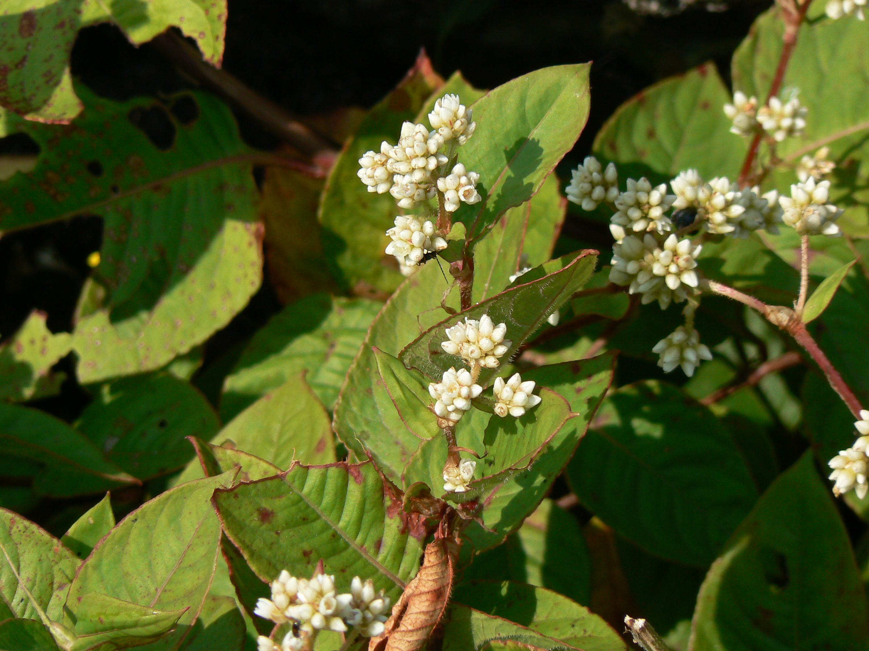 Persicaria chinensis